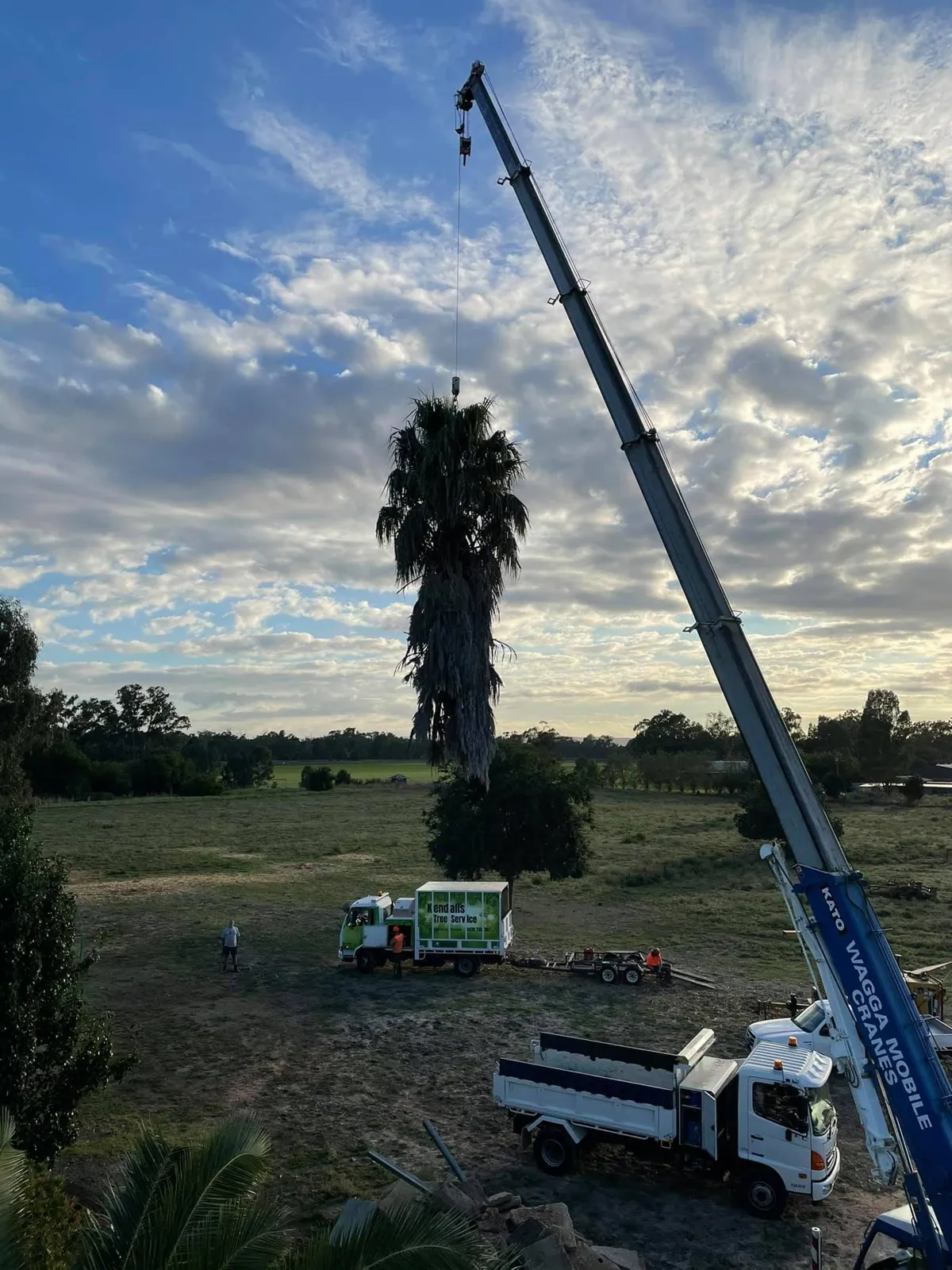 Tree Removal Wagga Wagga by Kendall's Tree Service