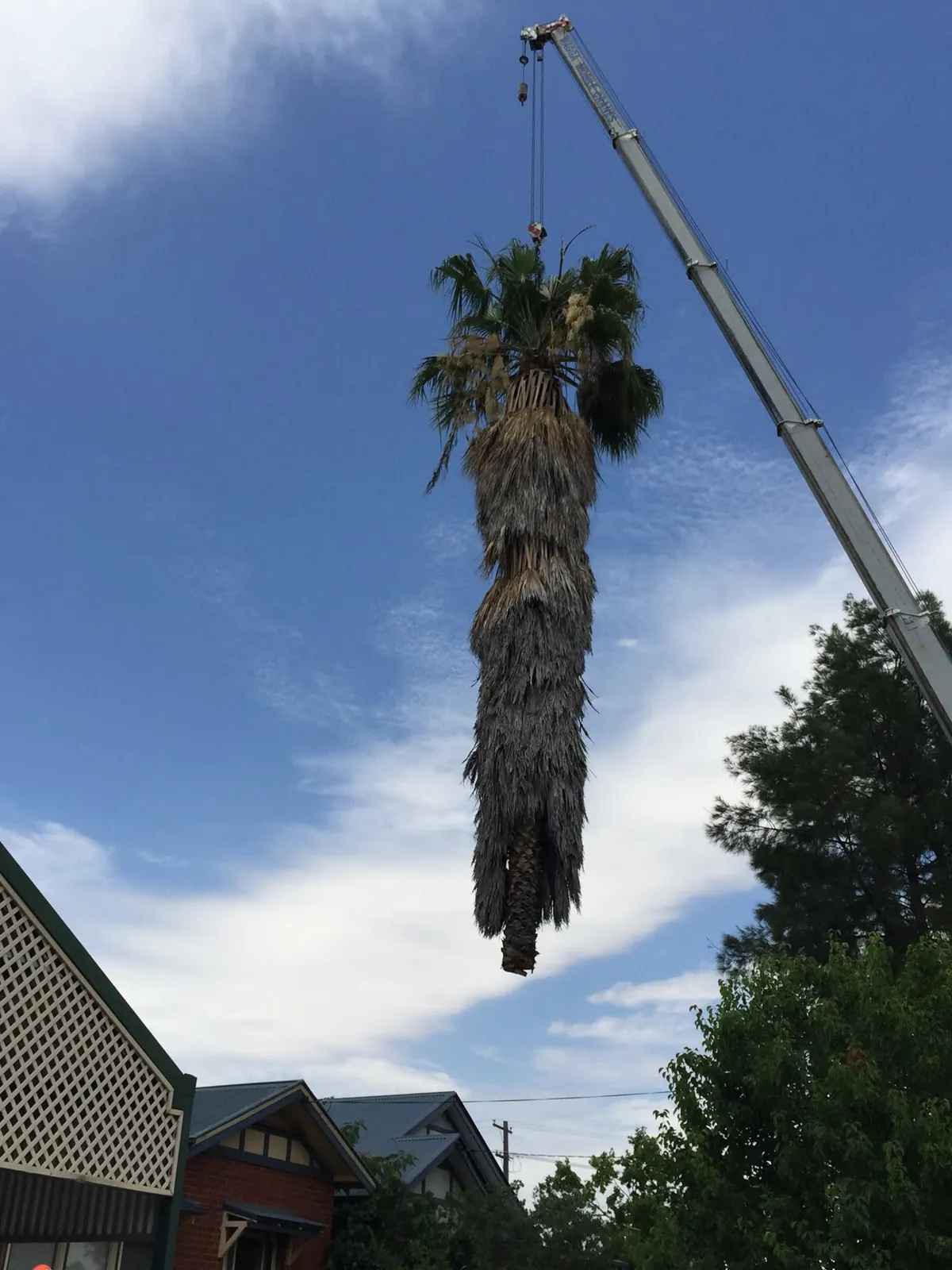 Palm tree lifted out by crane during a tree removal in Wagga Wagga