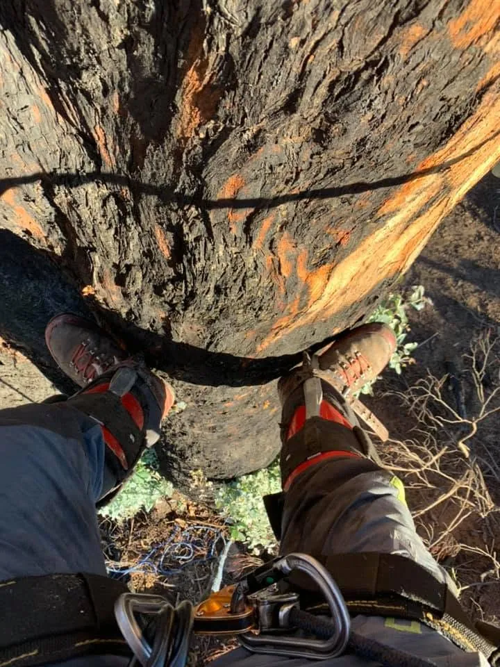 Tree work by Kendall's Tree Service in Wagga Wagga