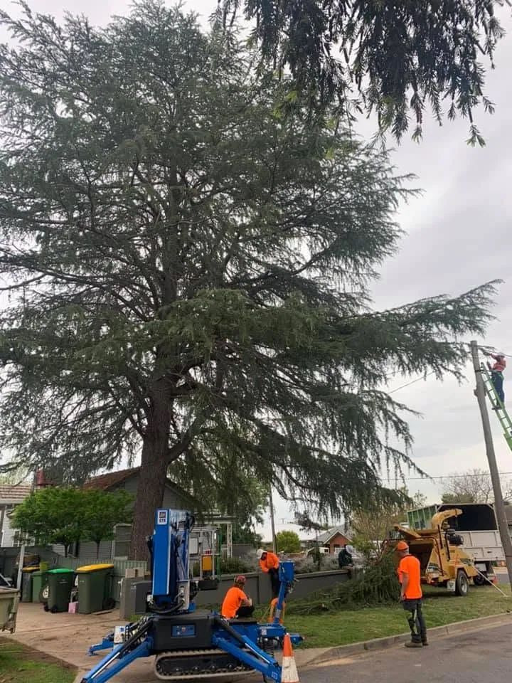 Strategic Reductions Wagga Wagga by Kendall's Tree Service