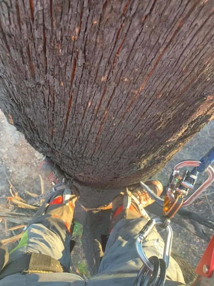 Tree Pruning & Trimming job in Wagga Wagga by Kendall's Tree Service