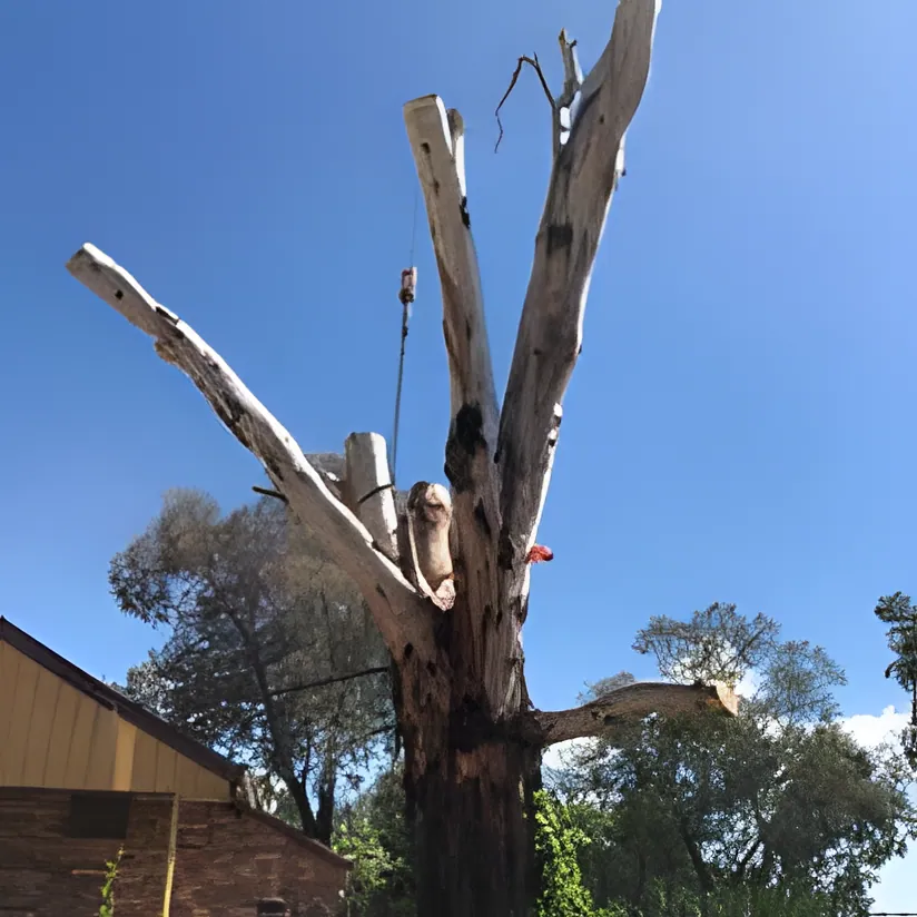 Tree Lopping job in Wagga Wagga by Kendall's Tree Service