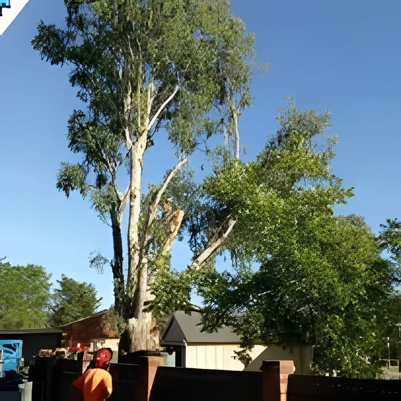 Hedge Trimming job in Wagga Wagga by Kendall's Tree Service