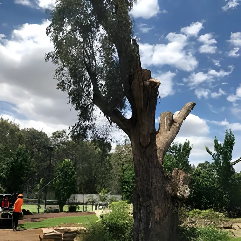 Tree Lopping job in Wagga Wagga by Kendall's Tree Service