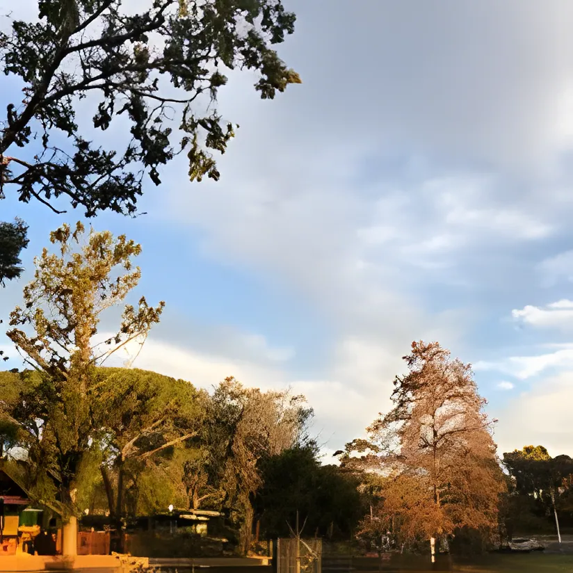 Hedge Trimming job in Wagga Wagga by Kendall's Tree Service