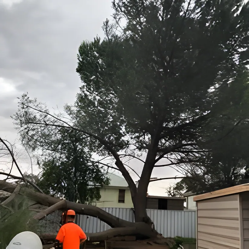 Hedge Trimming Wagga Wagga