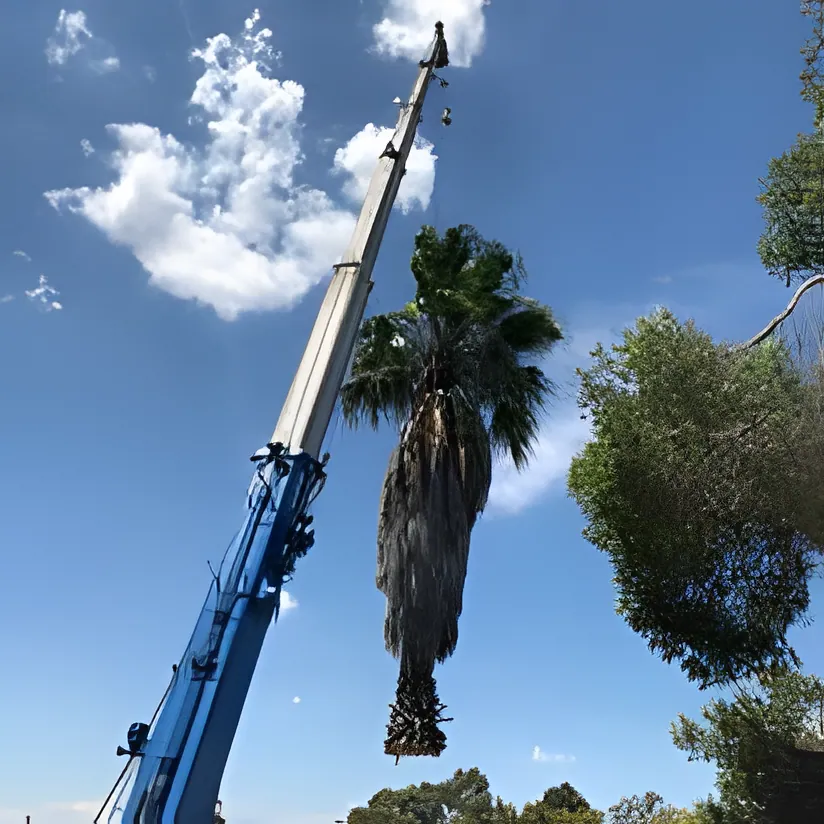 Tree work by Kendall's Tree Service in Wagga Wagga