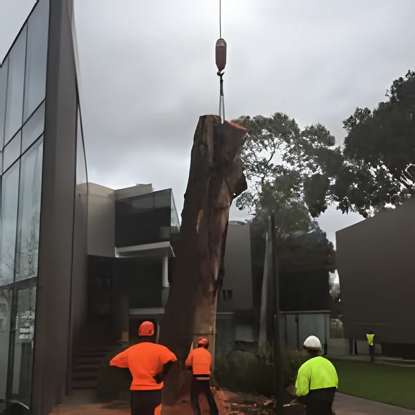Emergency Tree Work job in Wagga Wagga by Kendall's Tree Service