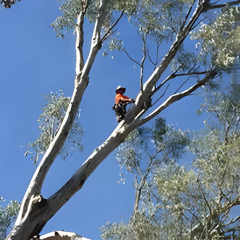 Tree Pruning & Trimming Wagga Wagga