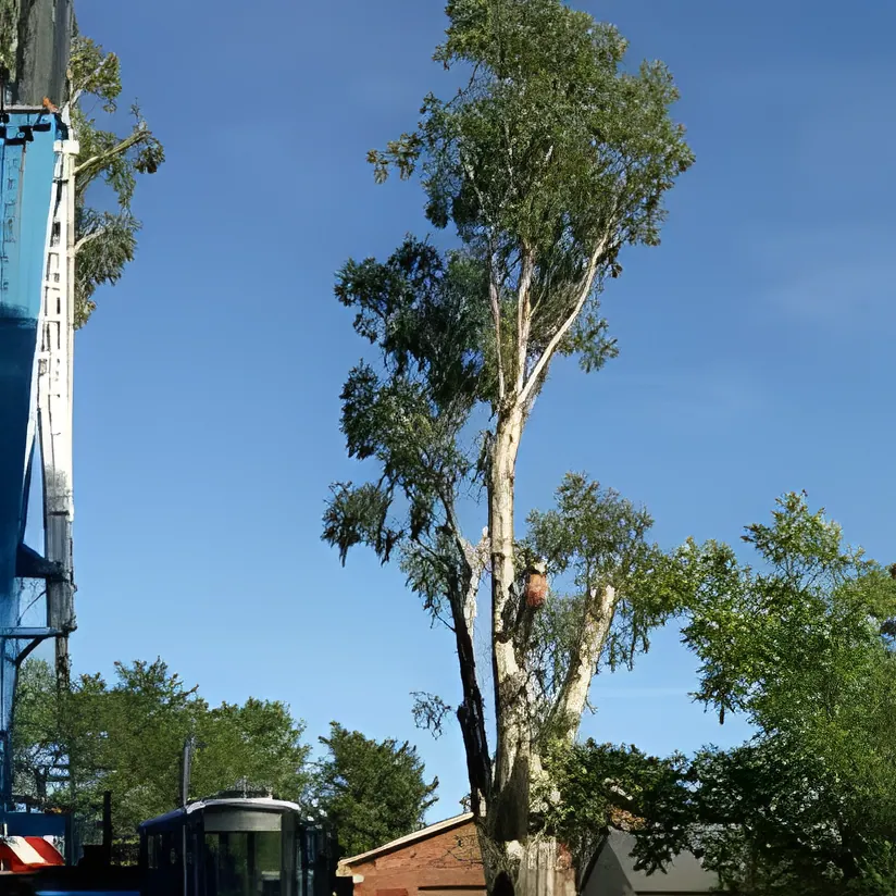 Tree Lopping job in Wagga Wagga by Kendall's Tree Service