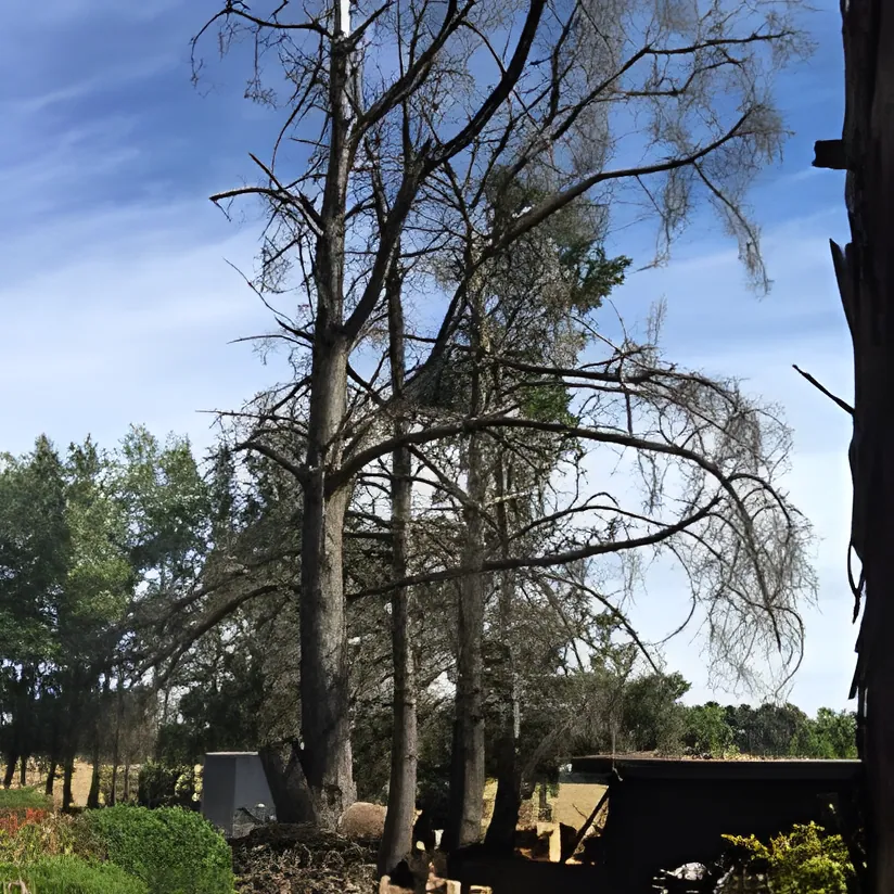 Strategic Reductions job in Wagga Wagga by Kendall's Tree Service