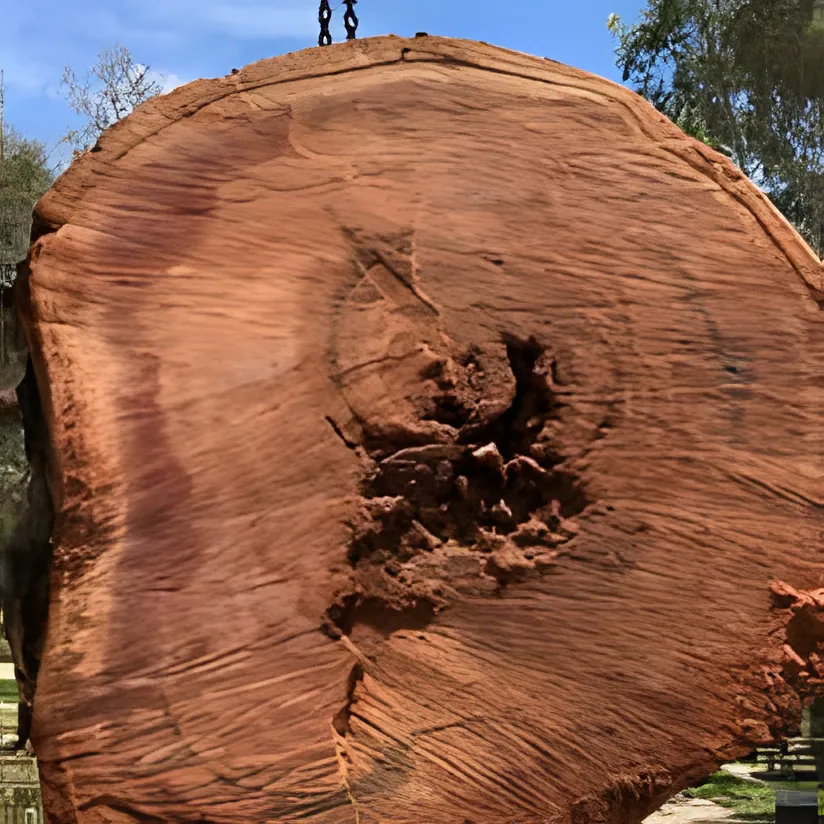 Tree work by Kendall's Tree Service in Wagga Wagga