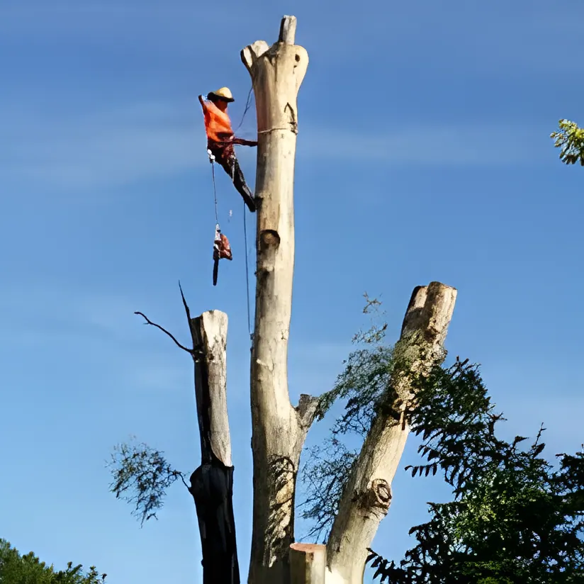 Tree Lopping Wagga Wagga