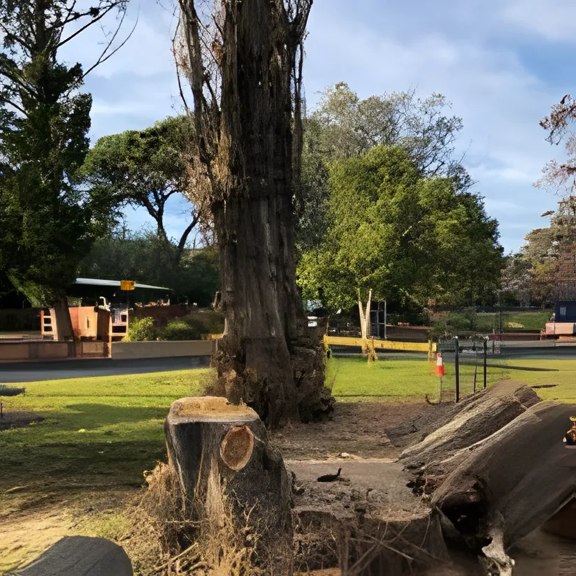 Strategic Reductions job in Wagga Wagga by Kendall's Tree Service