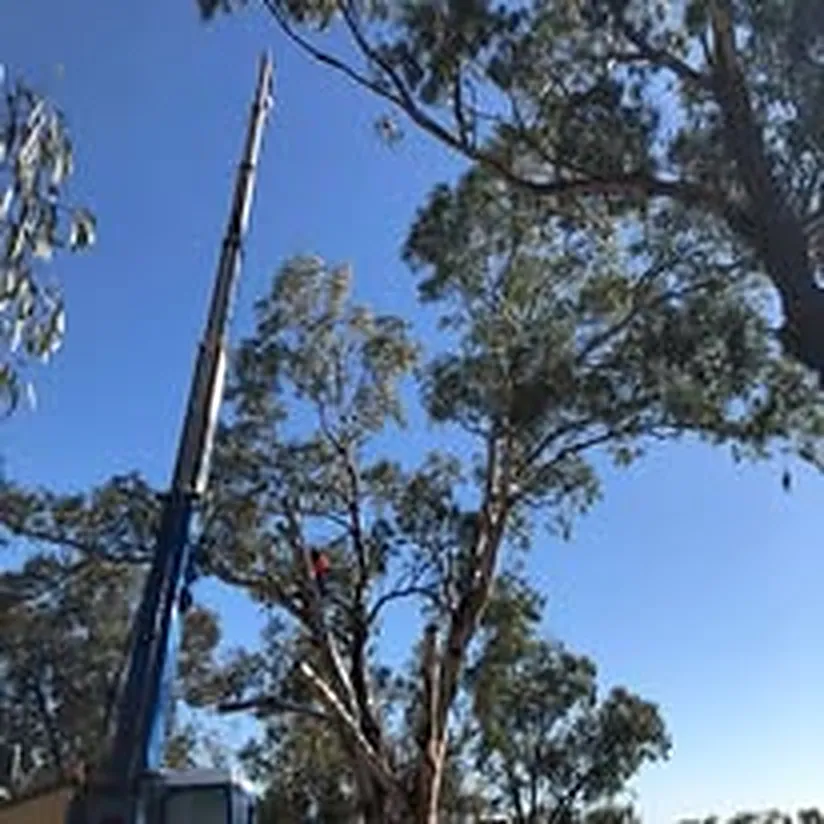 Strategic Reductions job in Wagga Wagga by Kendall's Tree Service