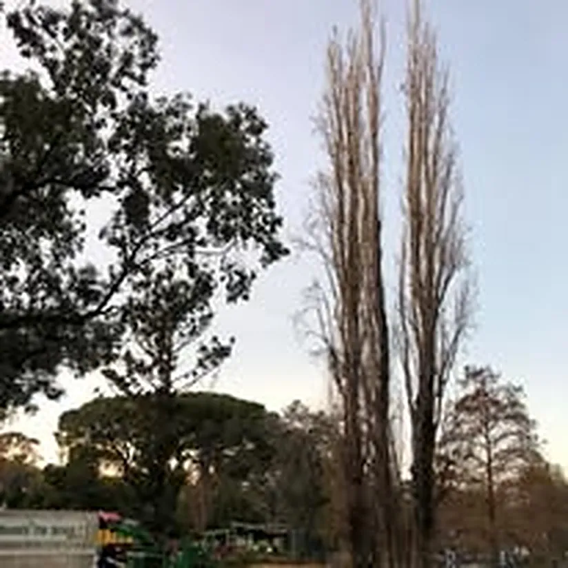 Hedge Trimming Wagga Wagga by Kendall's Tree Service
