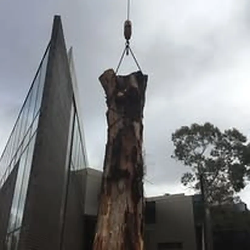 Tree work by Kendall's Tree Service in Wagga Wagga