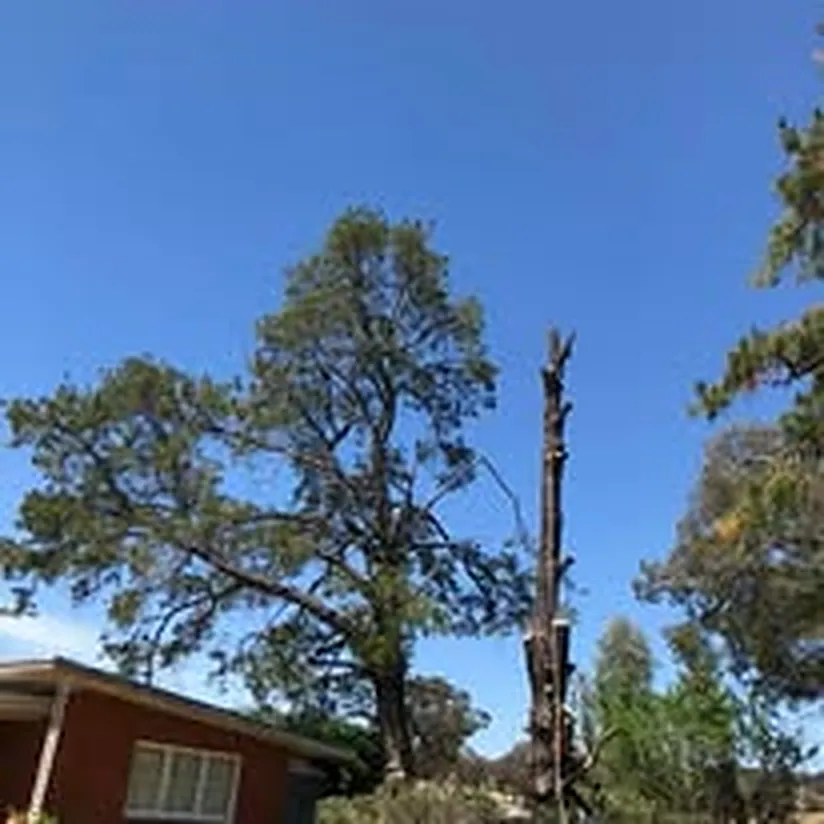 Hedge Trimming job in Wagga Wagga by Kendall's Tree Service